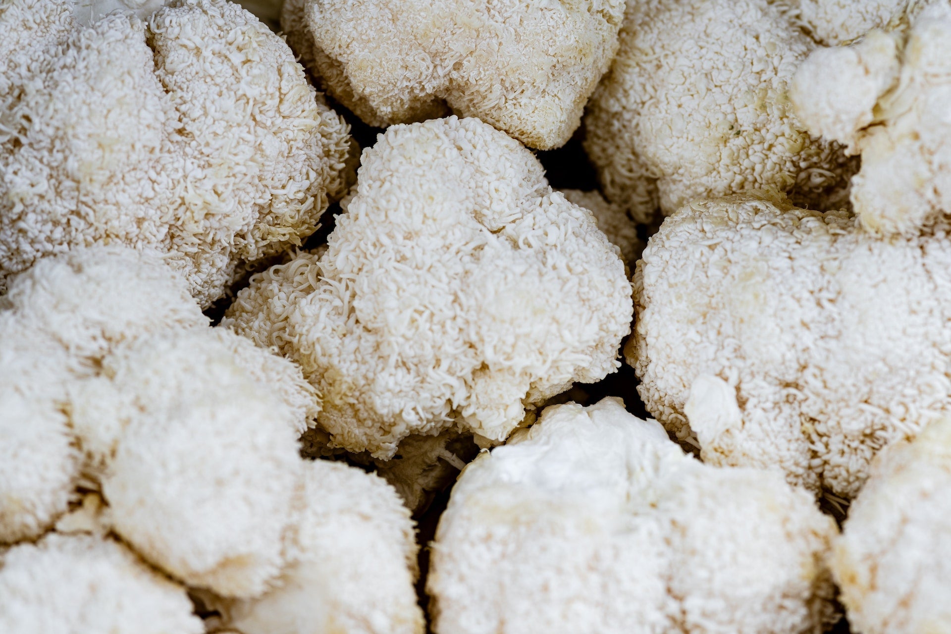 From Ancient Traditions to Modern Science: Lion's Mane Mushrooms and Their Potential Health Benefits