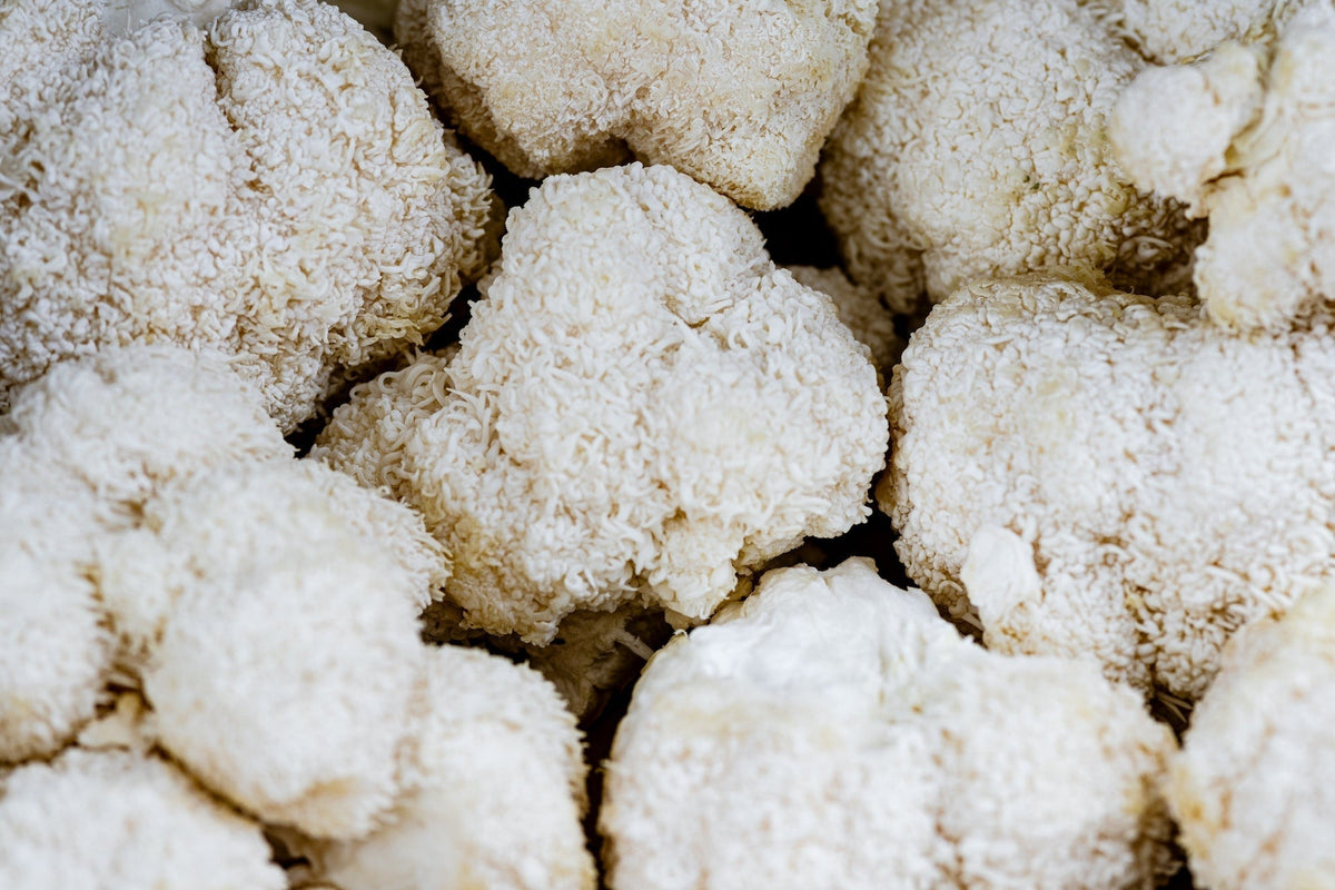 From Ancient Traditions to Modern Science: Lion's Mane Mushrooms and Their Potential Health Benefits