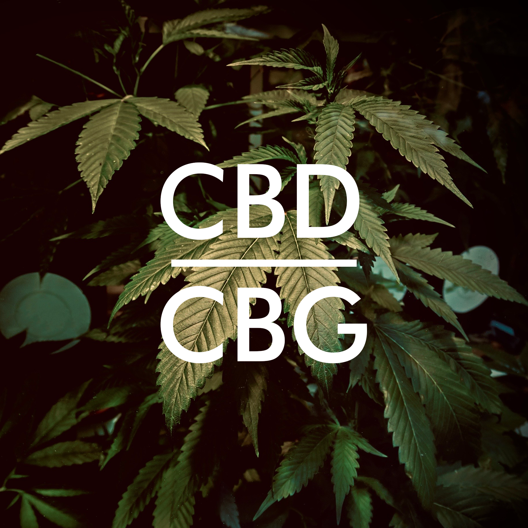 CBG or CBD: which is best?