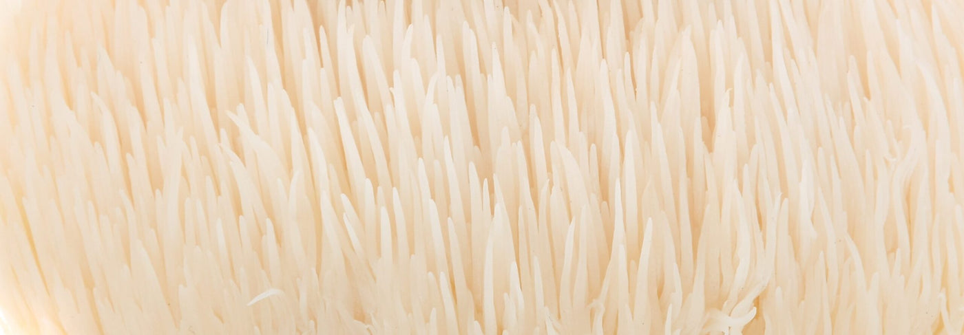 Lion's Mane Mushroom - 9 Incredible Science-Based Benefits