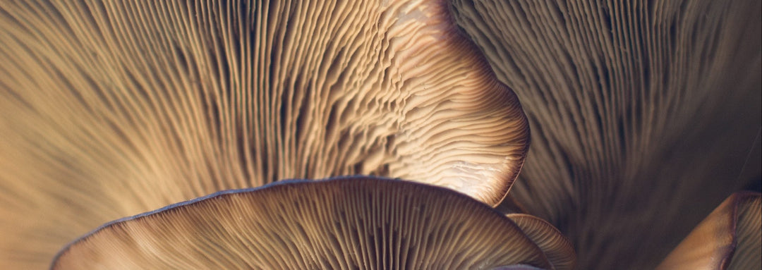 Introducing the Organic Multi-Mushroom Immunity Blend