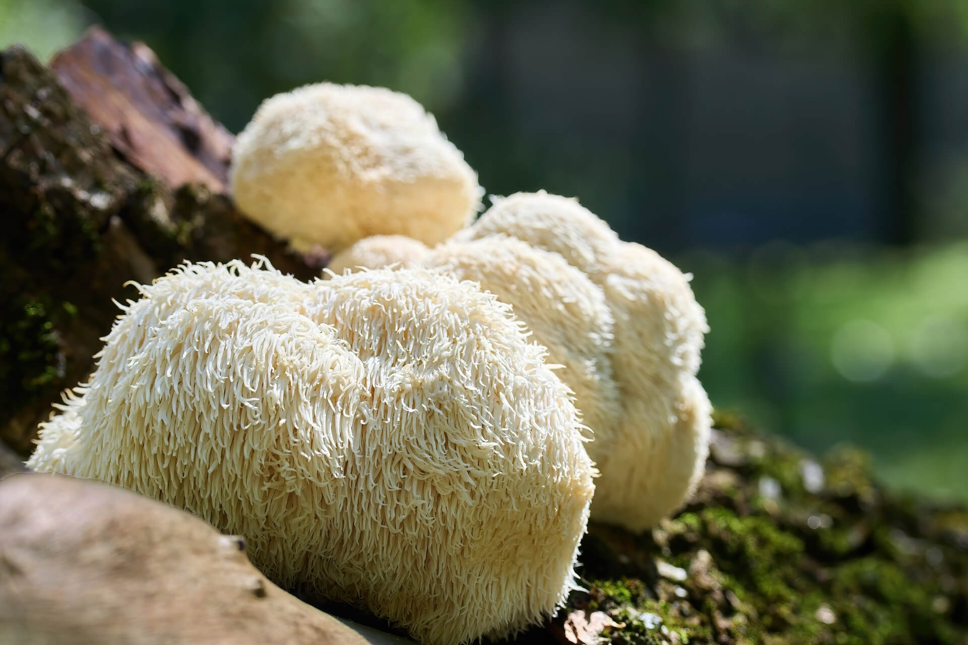 How long does lion's mane take to work