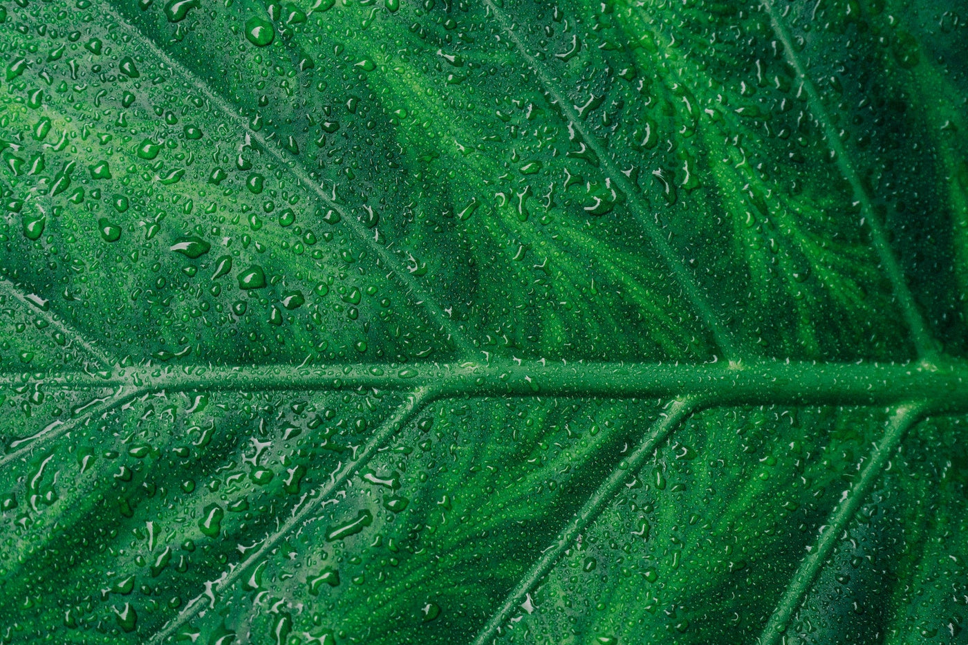 From Plants to People: The Science Behind Liquid Chlorophyll's Nutritional Value