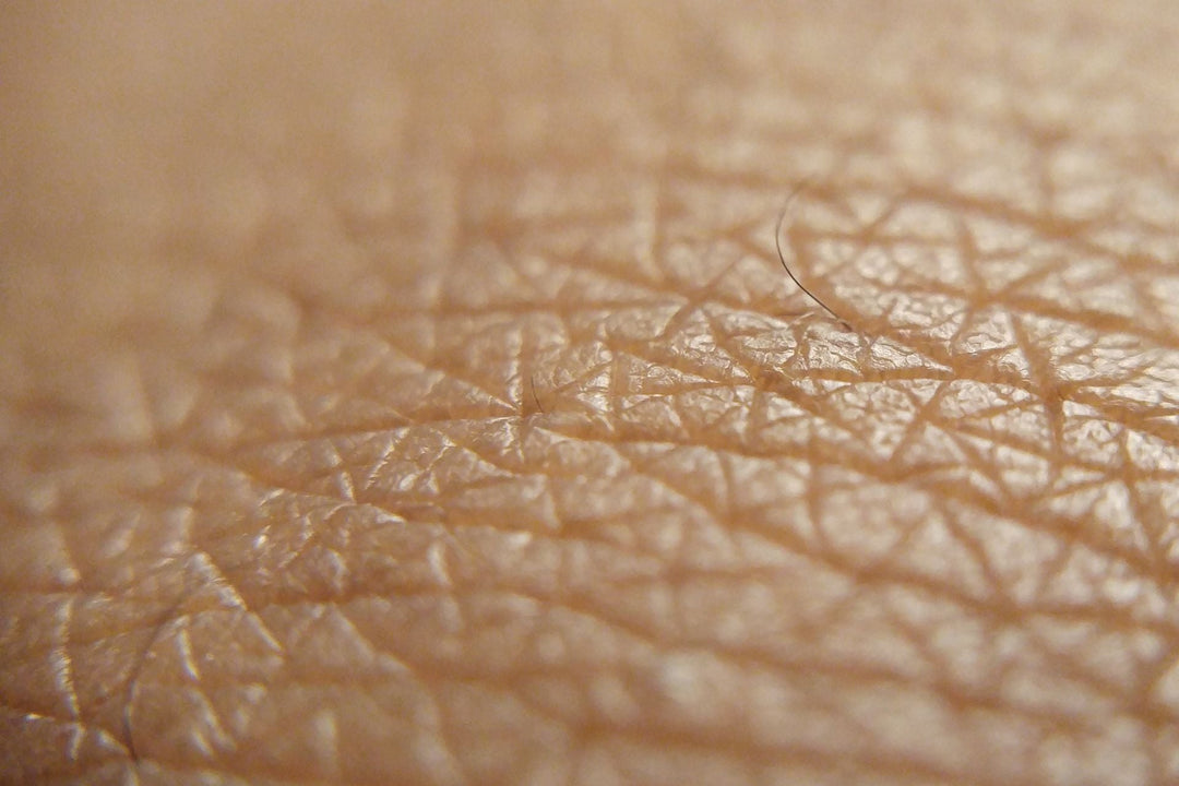 sea moss benefits for skin