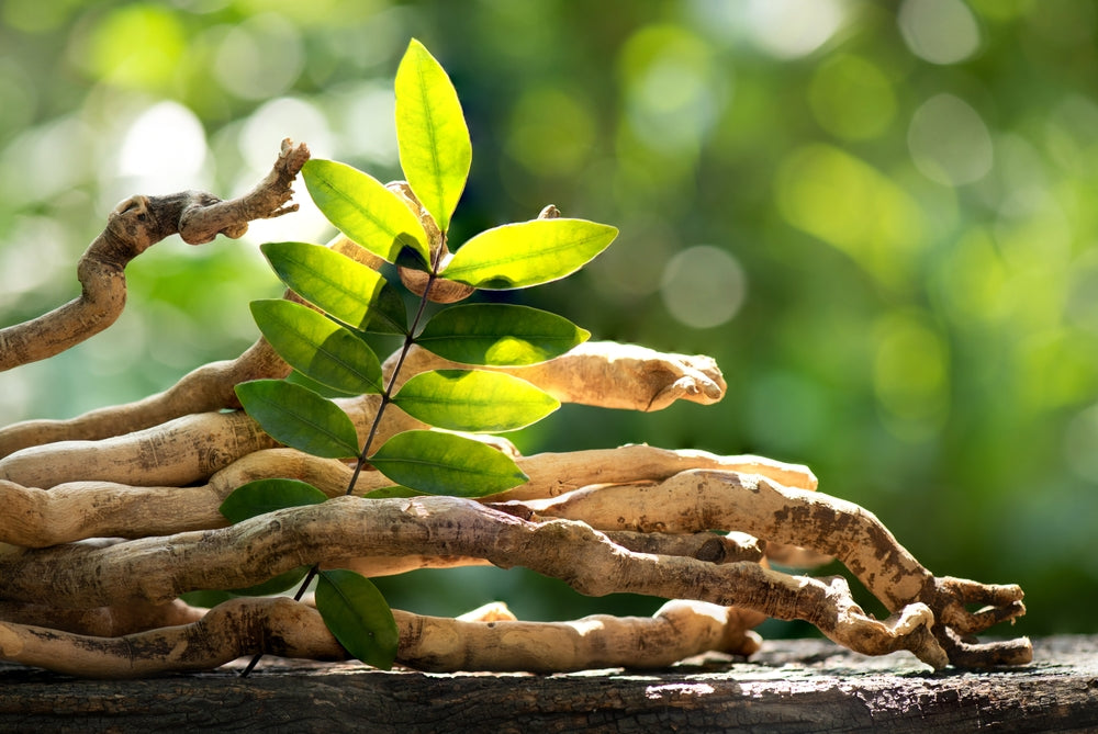 Tongkat Ali and Fadogia Agrestis for Women - Hormonal Balance and Wellness